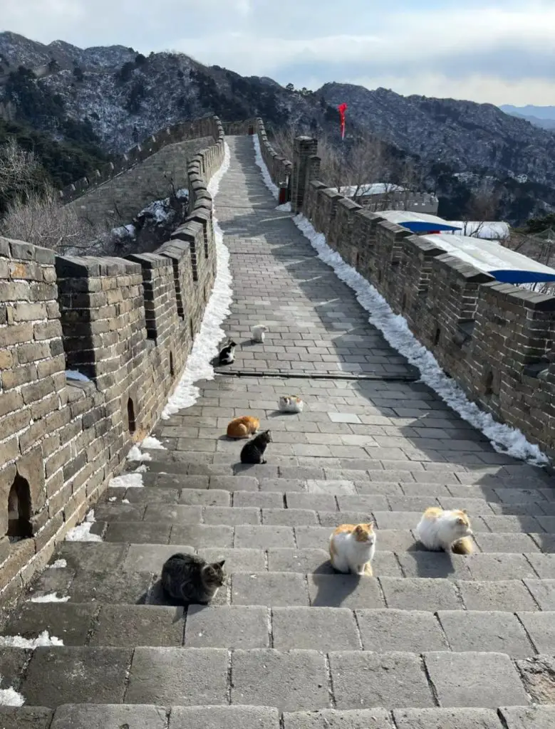 The Great Wall cat