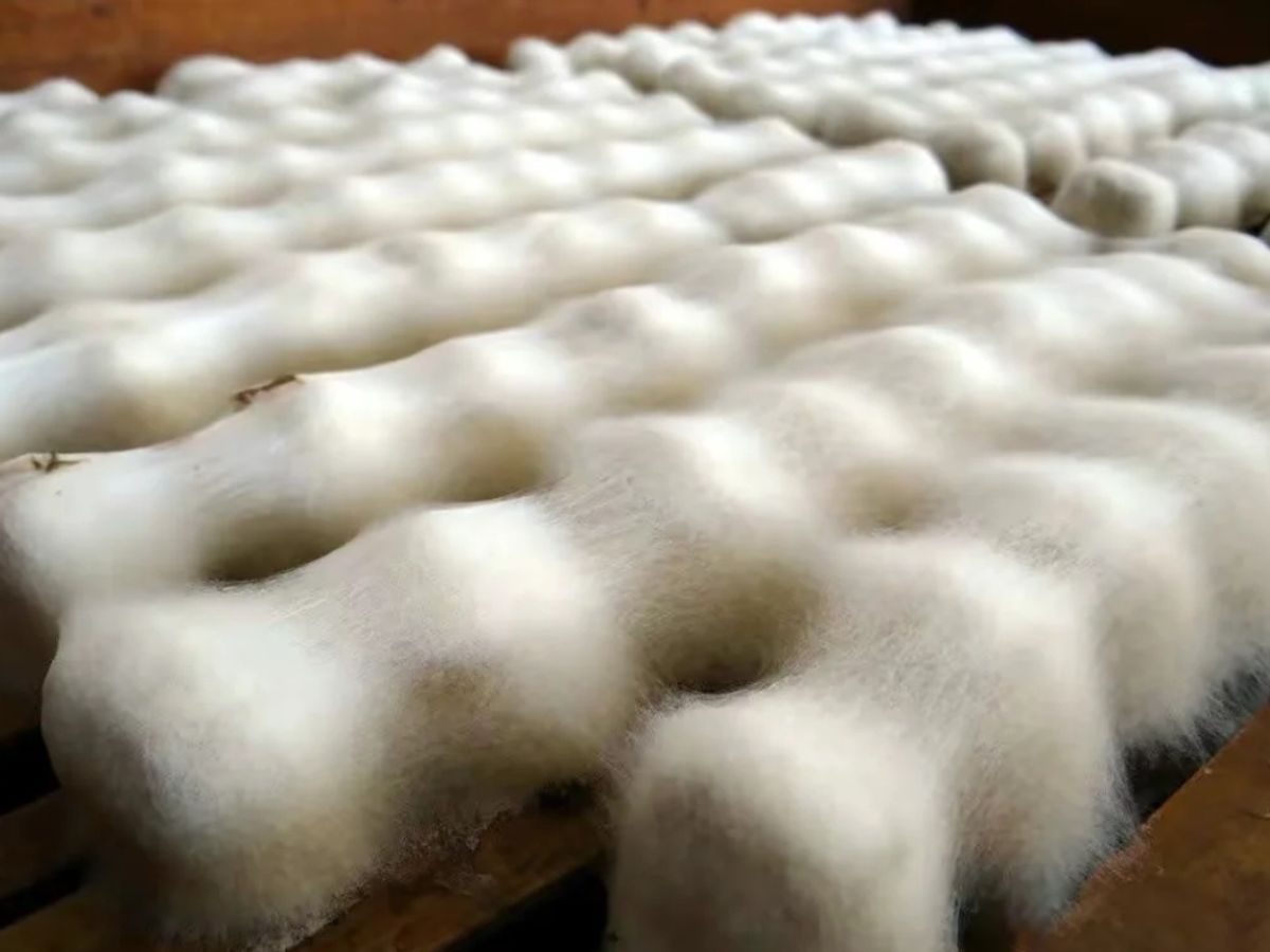 Hairy TofuIs Hairy Tofu Mold Safe To Eat? (2024)