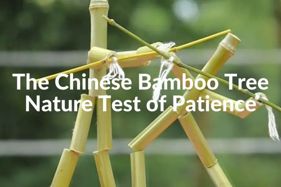 Chinese Bamboo Tree