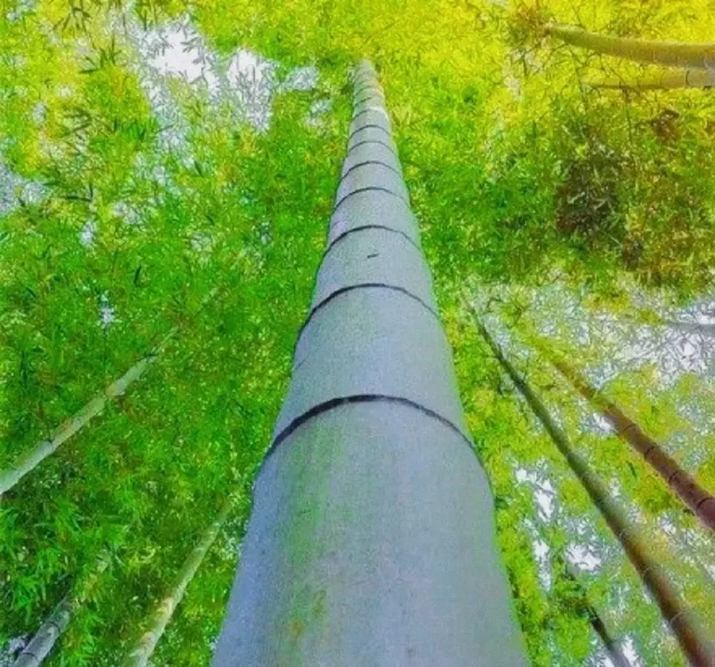 Chinese Bamboo Tree