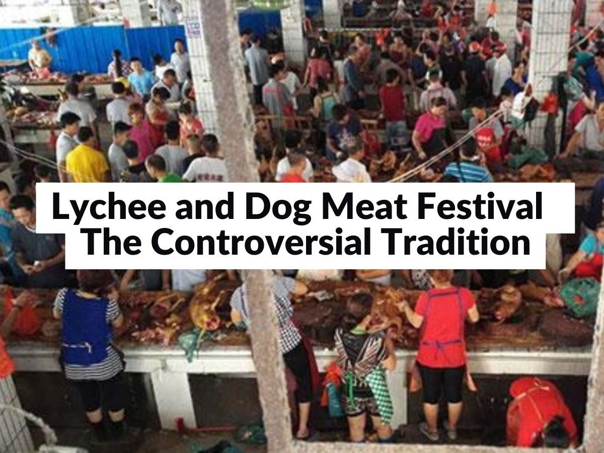 Lychee and Dog Meat Festival The Controversial Tradition